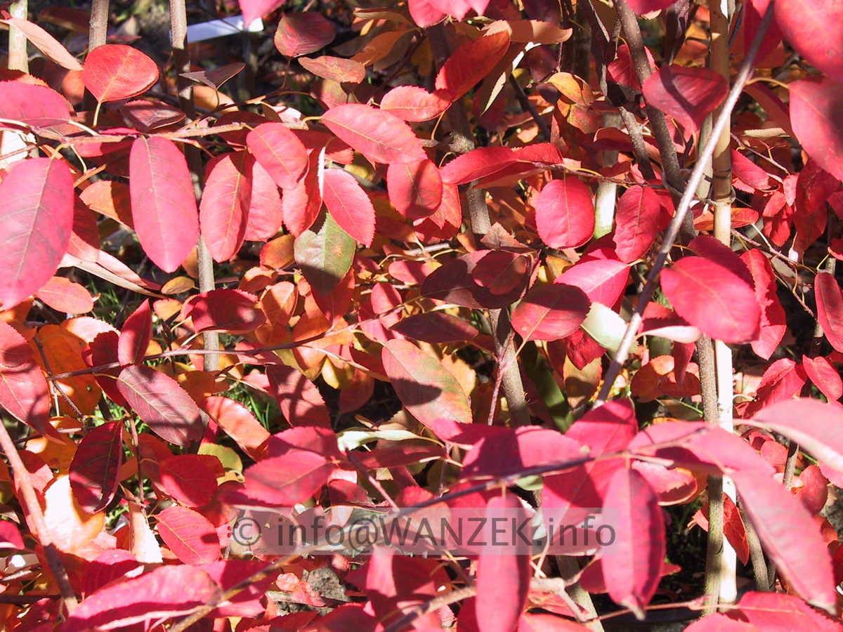 Amelanchier lamarckii 05 Herbst.JPG